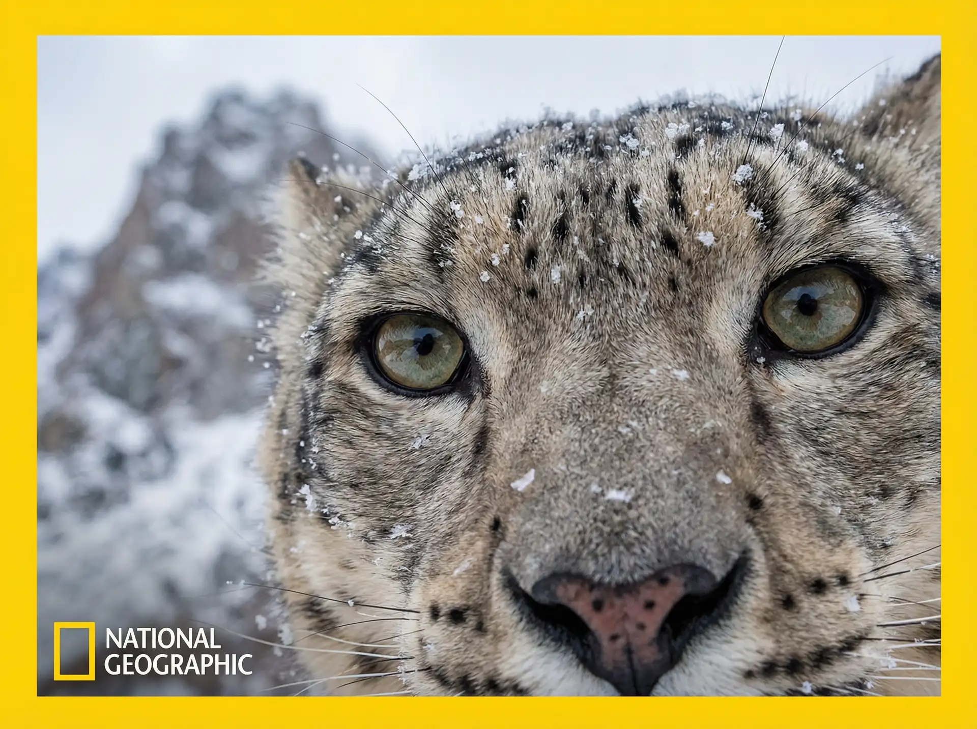 雪山幽灵 - 猎奇纪录片 一品探花